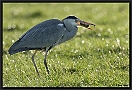Blauwe Reiger, Grey Heron, Ardea cinerea Location: Wierden, the Netherlands blauwe reiger 7D 2945 kopie